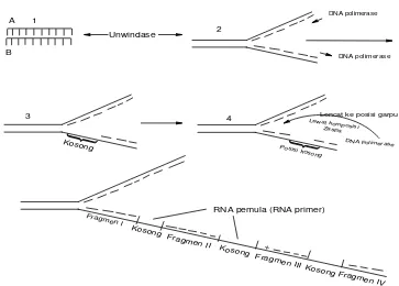 Gambar 2.5. Replikasi DNA Metode Semikonservatif (Watson et al., 1988). 