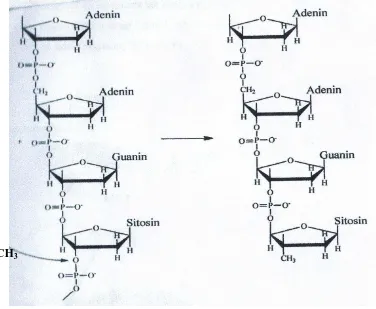 Gambar 2.9. Reaksi Penghambatan Rantai DNA Yang Mengandung Adenin,  Guanin dan Sitosin (Munchberg et al., 2007)