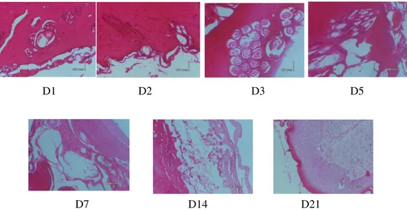 Gambar 4. Hasil uji histopatologi dan diagnosa kelompok kelinci 4 pada  hari 1, 2, 3, 5, 7, 14 dan  21 