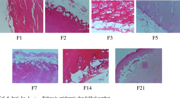 Gambar 6. Uji histopatologi dan diagnose kelompok kelinci 6 pada hari 1, 2, 3, 5, 7, 14  dan 21 