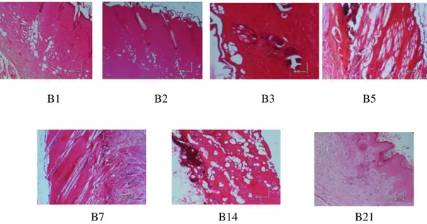 Gambar 2 : Hasil uji histopatologi dan diagnosa kelompok kelinci 2 hari 1, 2, 3, 5, 7, 14 dan 21                 B1                                B2                                B3                              B5 