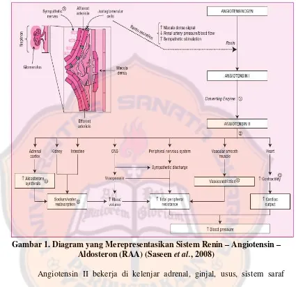 Gambar 1. Diagram yang Merepresentasikan Sistem Renin – Angiotensin – 