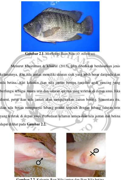 Gambar 2.2. Kelamin Ikan Nila jantan dan Ikan Nila betina 