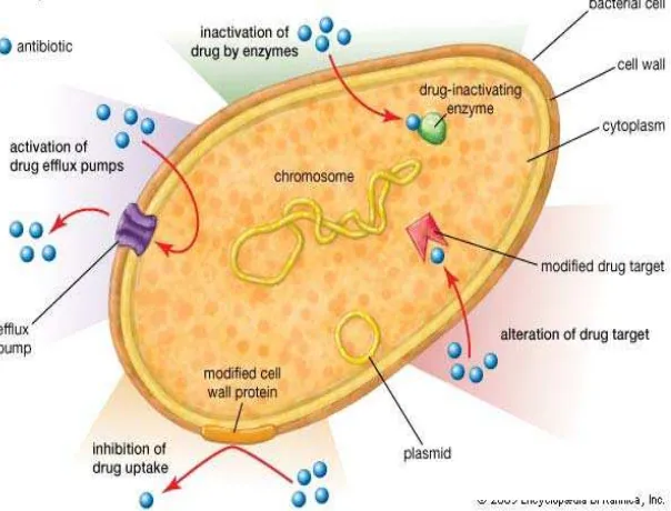 Gambar 2.2 Mekanisme resitensi antibiotik13