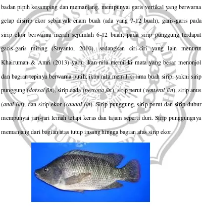 Gambar 2.1 Ikan nila (O. niloticus) 