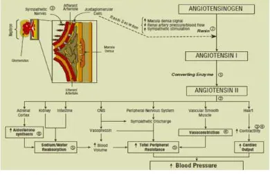 Gambar 1. Sistem Renin-Angiotensin-Aldosterone Sebagai Salah Satu