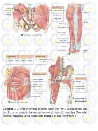 Gambar 2. 2 Otot-otot yang menggerakan hip joint, searah jarum jam 