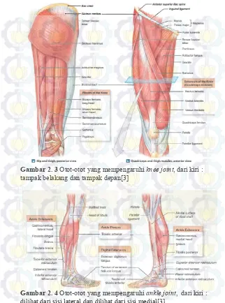 Gambar 2. 3 Otot-otot yang mempengaruhi knee joint, dari kiri : 