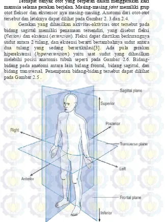Gambar 2. 5 Bidang-bidang anatomi dari tubuh manusia[2] 