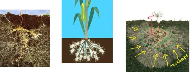 Gambar  4.  Jenis  tanaman  yang  berbeda  membentuk  distribusi  perakaran  yang  berbeda