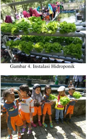 Gambar 5. Hasil Memanen Sayur Selada 