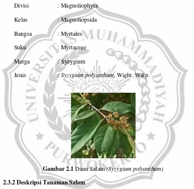 Gambar 2.1 Daun Salam (Syzygium polyanthum) 