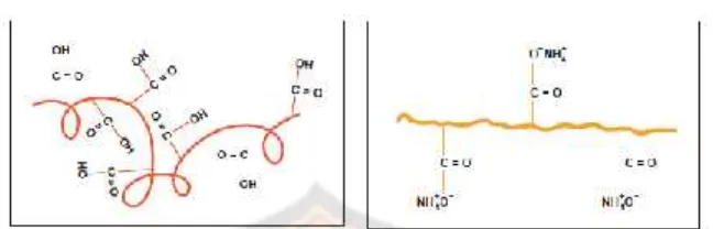 Gambar 3. Moleklekul polimer carbopol sebelum netralisasi (kiri) d