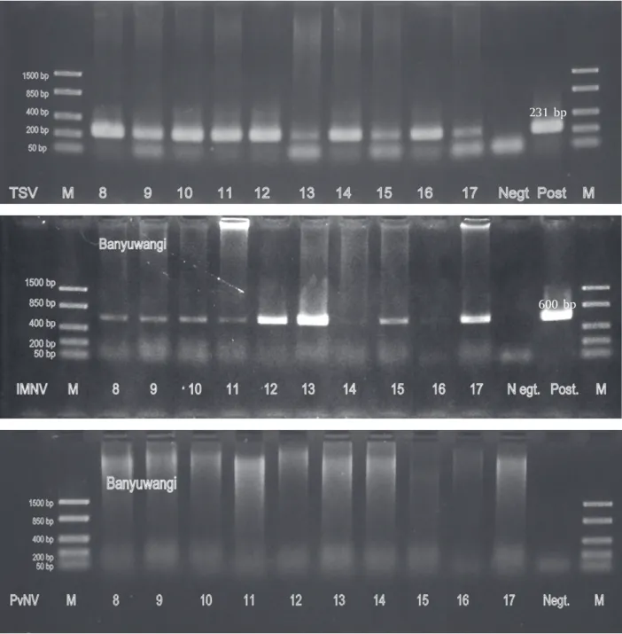 Figure 3. Detection result of TSV 230 bp, IMNV 600 bp, and PvNV 339 bp by using RT- PCR method of L