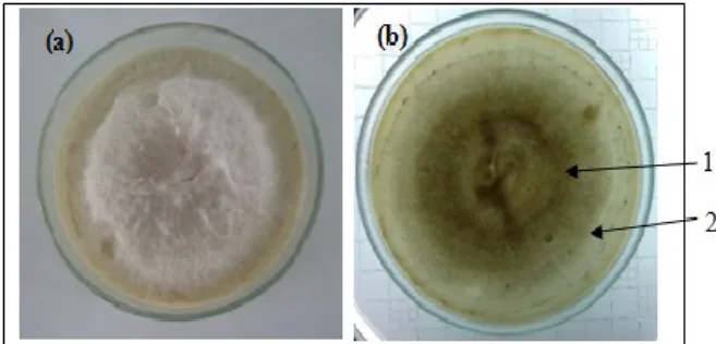 Gambar 1. Karakter koloni Phytophthora  sp. a: warna koloni di atas  permukaan (surface), b: warna  koloni di bawah permukaan  (reverse)