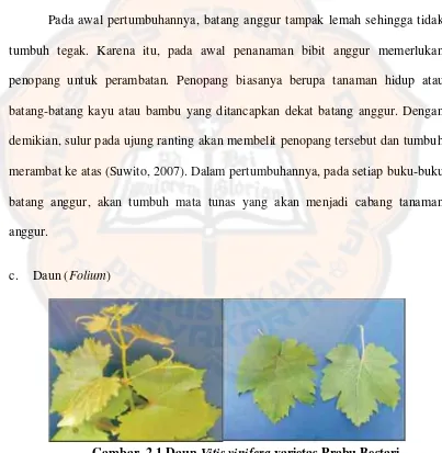 Gambar  2.1 Daun Vitis vinifera varietas Prabu Bestari 