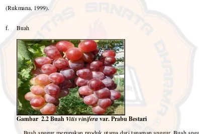 Gambar  2.2 Buah Vitis vinifera var. Prabu Bestari 