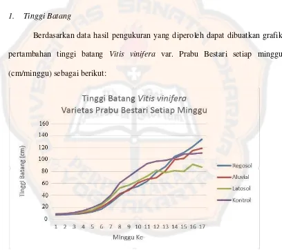 Gambar  3. 1 Grafik Pertambahan Tinggi Vitis vinifera Setiap Minggu 