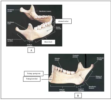Gambar 2.5. Gambaran skematis simfisis mandibula. A. Dentoalveor, main body. B. Tulang kortikal, tulang spongious.23  