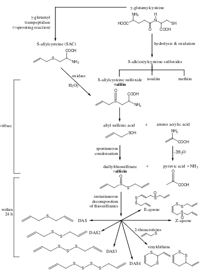 Gambar 2. Perubahan senyawa kimia bawang putih (Amagase et al., 2001) 