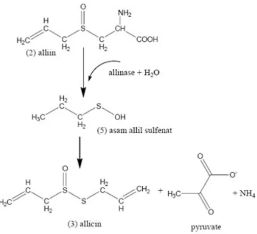 Gambar 3. Reaksi pembentukan allicin 