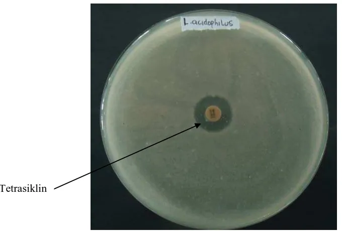 Gambar 15. Hasil Uji Antibakteri Baku Pembanding Tetrasiklin terhadap Bakteri Shigella dysenteriae 