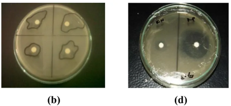 Gambar 1.   Diameter zona bening pada (a) Staphylococcus aureus (b)  Escherichia coli (c) Kontrol positif dan negatif pada  Staphylococcus aureus dan (d) Kontrol positif dan negatif  pada Escherichia coli 