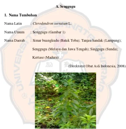 Gambar 1. Foto Tanaman Senggugu (Clerodendrum serratum L.) 