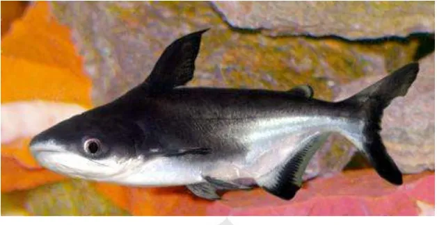 Gambar 2.1 Ikan Patin Siam (Pangasius hypophthalmus)