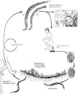 Gambar 2.6. Daur Hidup Cacing Tambang  (Necator americanus dan Ancylostoma duodenale) 