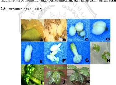 Gambar 2.8 Induksi kalus (A,B), induksi embryo globular (C), embryo tahap hati (D), embryo tahap torpedo (E), tahap embryo pra kotiledon (F), embryo tahap kotiledon (G), perkecambahan (H,I) dan tanaman kopi yang siap diaklimatisasi (J), tahap aklimatisasi (K; Afreent et al., 2002; Gatica et al., 2008) 