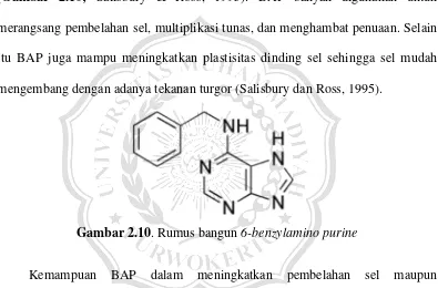 Gambar 2.10. Rumus bangun 6-benzylamino purine  