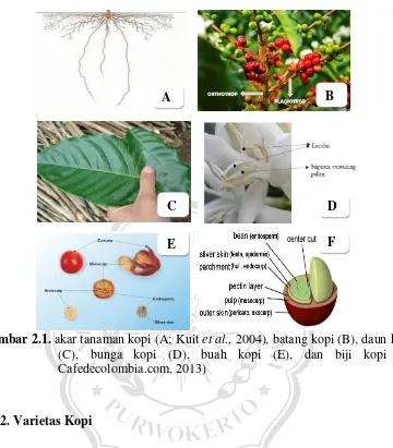 Gambar 2.1. akar tanaman kopi (A; Kuit et al., 2004), batang kopi (B), daun kopi 