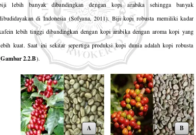 Gambar 2.2. Perbandingan antara kopi arabika (A) dan kopi robusta (B; Rogers, 2013)  