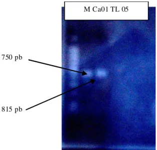 Gambar 5. Hasil elektrofores is mtDNA bilou              dengan 1,5-2% agarose gel diwarnai                          etidium bromide, penanda DNA 100  