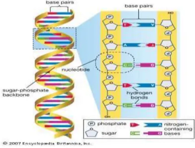 Gambar 2.1. Struktur DNA 