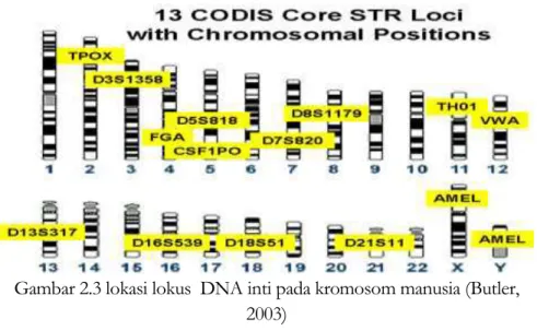 Gambar 2.3 lokasi lokus  DNA inti pada kromosom manusia (Butler,  2003) 