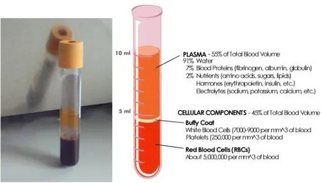 Gambar 2a. Komponen penyusun darah 