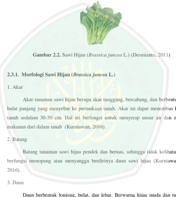 Gambar 2.2. Sawi Hijau (Brassica juncea L.) (Desmianto, 2011) 