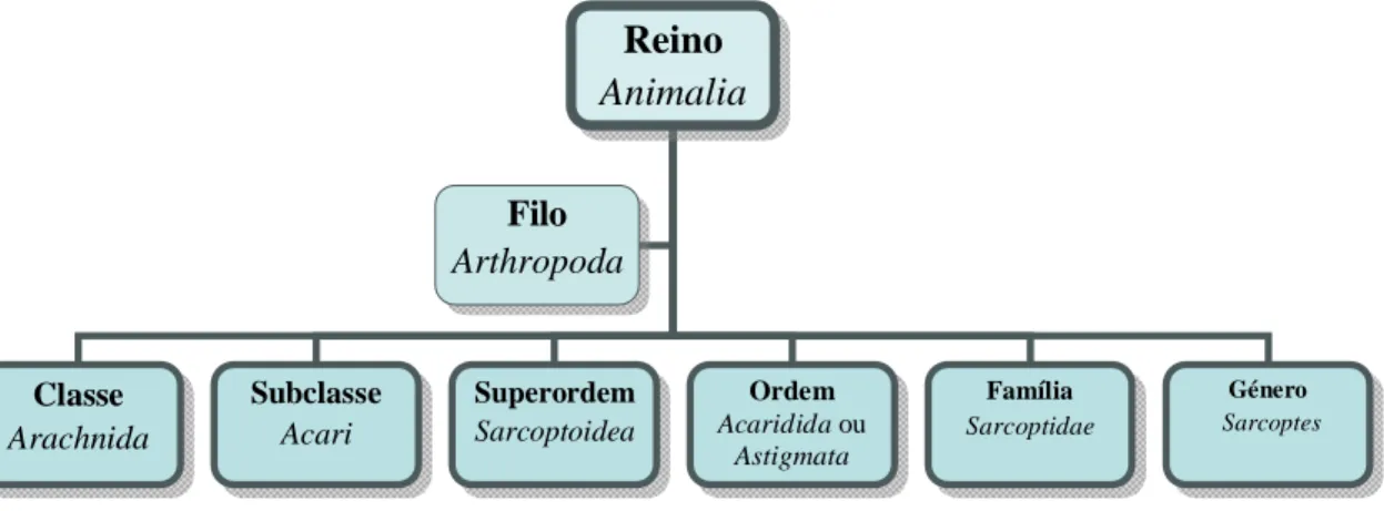 Figura  2:  Classificação  taxonómica  de  S.  scabiei.  Adaptado  de  (Leitão,  1983;  CDC,  2010)
