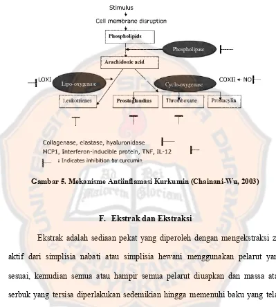 Gambar 5. Mekanisme Antiinflamasi Kurkumin (Chainani-Wu, 2003) 