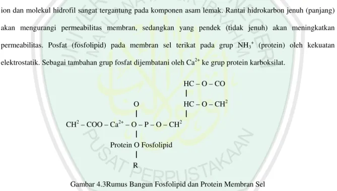 Gambar 4.3Rumus Bangun Fosfolipid dan Protein Membran Sel 