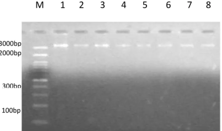 Gambar 1.        Visualisasi DNA hasil ekstraksi dari sampel darah sapi   pada gel  Agarose 1,5%