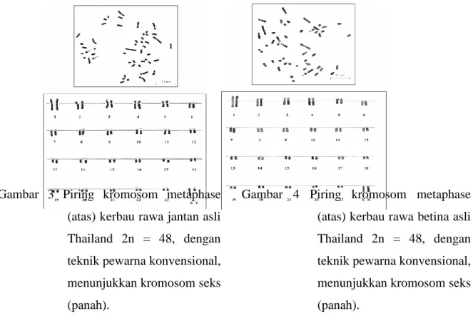 Gambar  3  Piring  kromosom  metaphase  (atas) kerbau rawa jantan asli  Thailand  2n  =  48,  dengan  teknik pewarna konvensional,  menunjukkan kromosom seks  (panah)