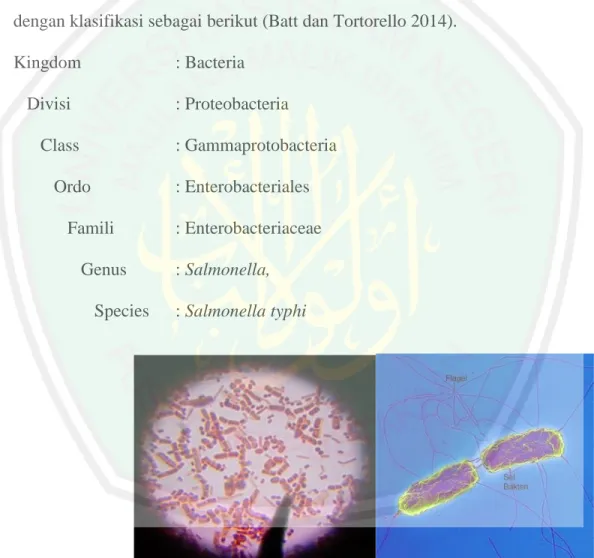Gambar 2.8 Bakteri Salmonella typhi dengan pewarnaan gram secara mikroskopik  (Kawano, 2007) 