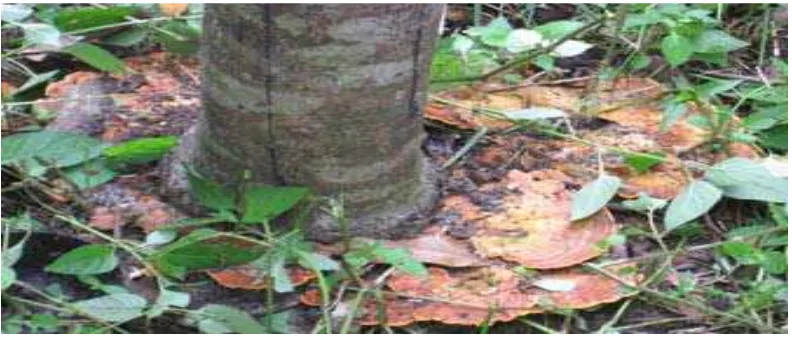 Gambar 1. Tubuh buah jamur Rigidoporus microporus Sumber : http://nad.litbang.deptan.go.id 