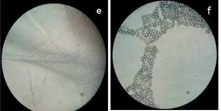 Gambar 6. a.10x, b.40x, c.100x), Foto mikroskopis cendawan dalam ragi Rhizopus oryzae (Perbesaran  Saccharomyces cerivisae (d.10x, e.40x, f.100x) Aspergillus oryzae (g