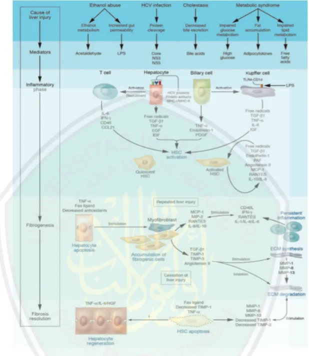 Gambar  2.3.  Mekanisme  Seluler  Fibrosis  Hepar.  Perbedaan  tipe  dari  agen  hepatotoksik  memproduksi mediator yang dapat menyebabkan respon inflamasi di sel hepar