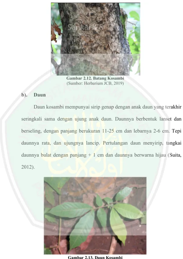 Gambar 2.12. Batang Kosambi  (Sumber: Herbarium JCB, 2019) 