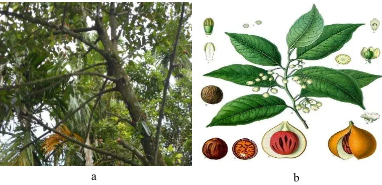 Gambar 2.1. Anatomi Tanaman Pala. Pohon Pala (a); Daun dan biji Pala (b)  